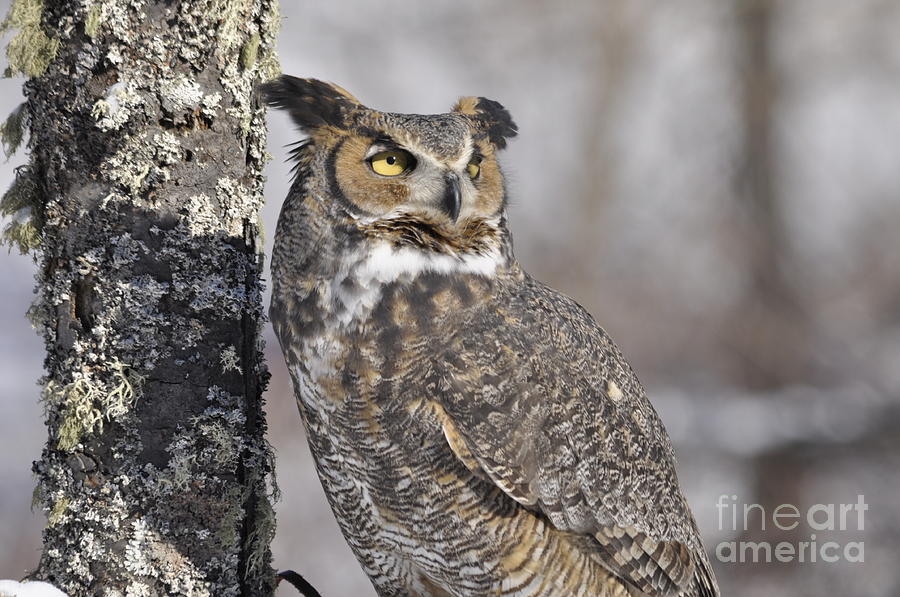 Great Horned Owl Photograph by Ronald Grogan
