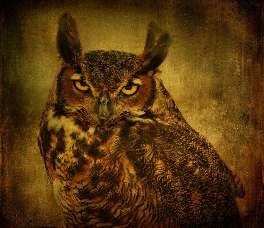 Great Horned Owl Photograph by Sandy Keeton
