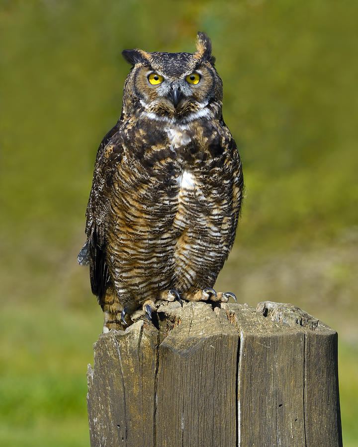 Great Horned Owl Photograph by Tony Beck