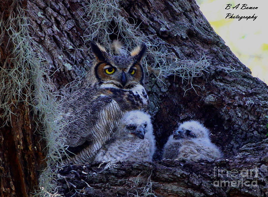Great Horned Owl Twins Photograph by Barbara Bowen
