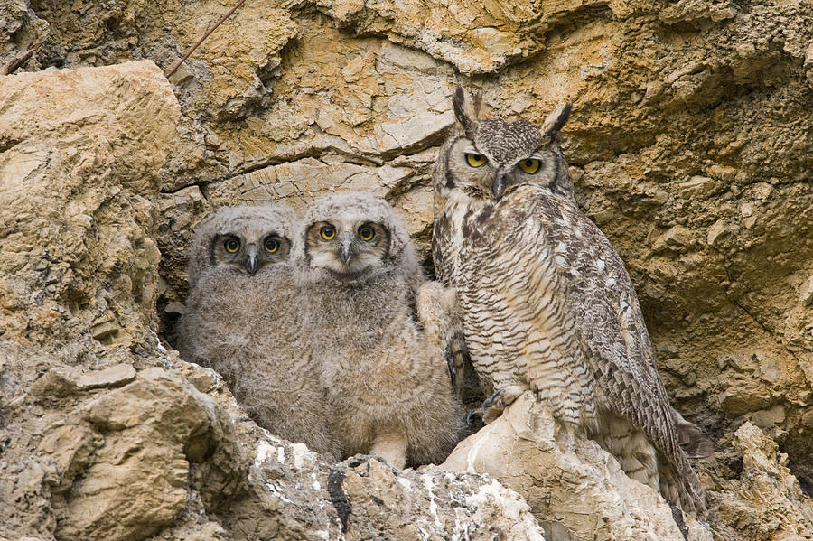Great Horned Owl With Owlets In Nest Photograph by Sebastian Kennerknecht