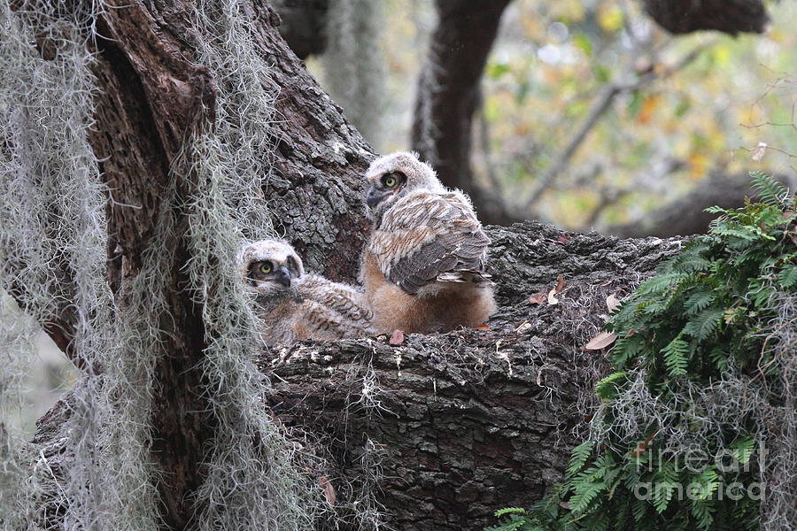 Great Horned Owlets Photograph by Jennifer Zelik
