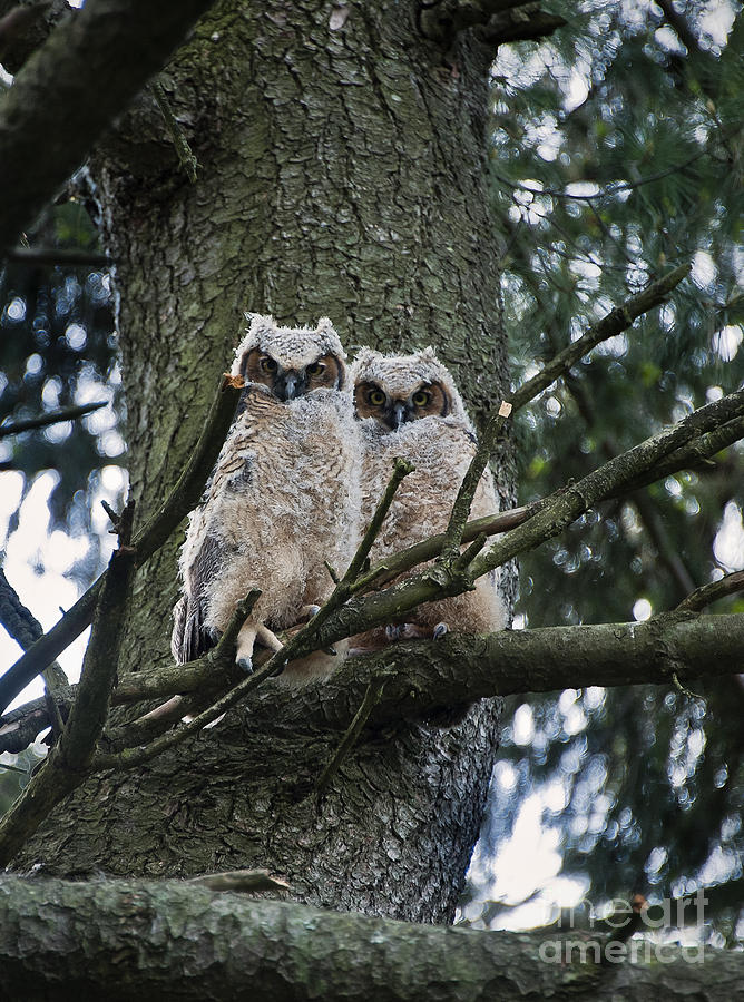 Great Horned Owls young Photograph by John Greim - Fine Art America