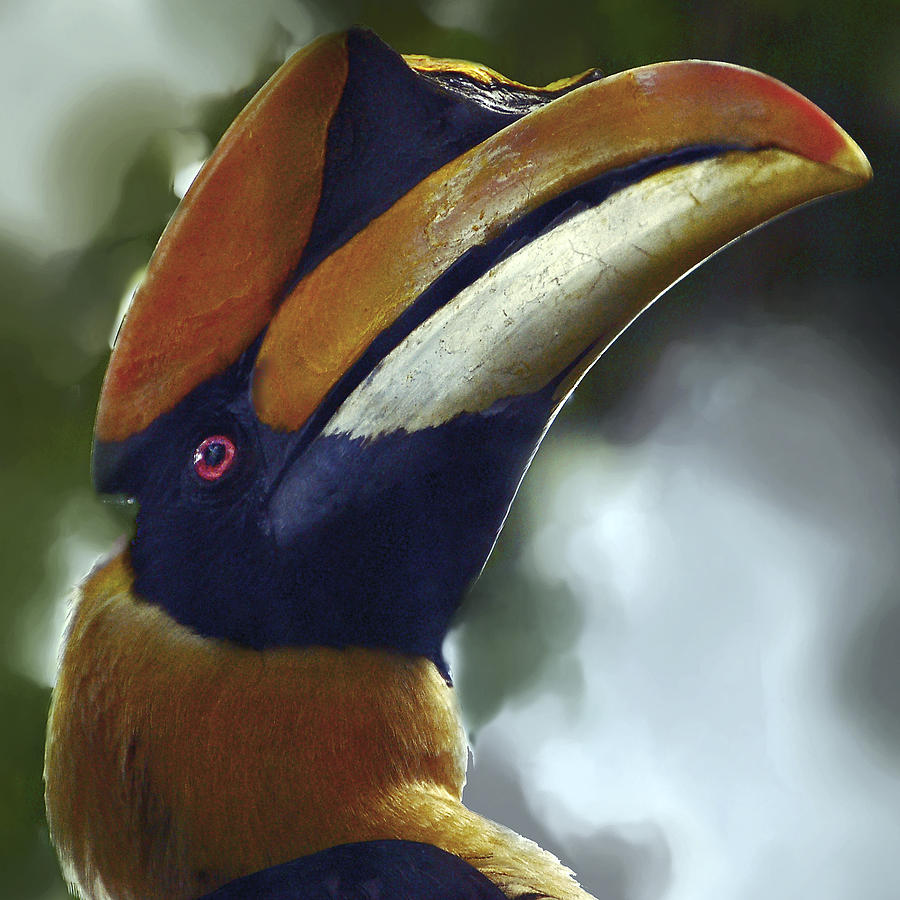 Great Indian Hornbill Photograph by Donna Proctor