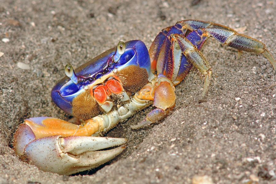 Great Land Crab Photograph By Patrick M Lynch