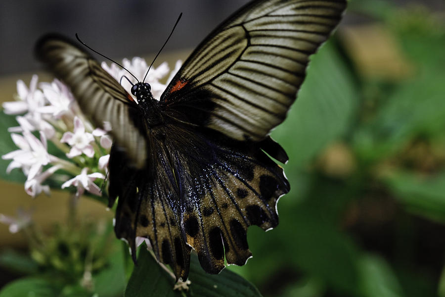 Great Mormon Butterfly Photograph by Perla Copernik