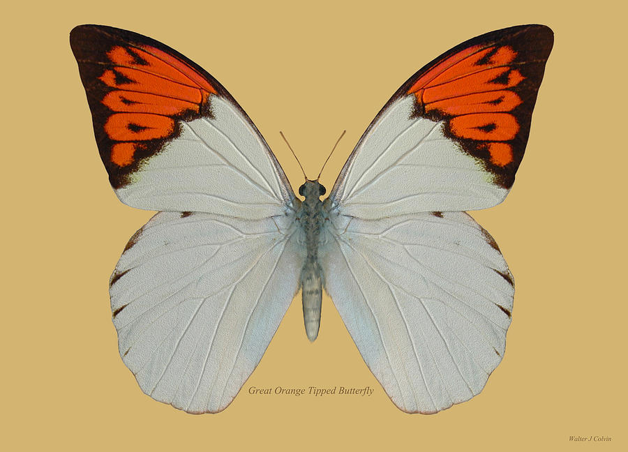 Great Orange Tipped Butterfly Digital Art by Walter Colvin