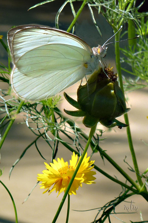 Great Southern White Butterfly Photograph by Marie Morrisroe