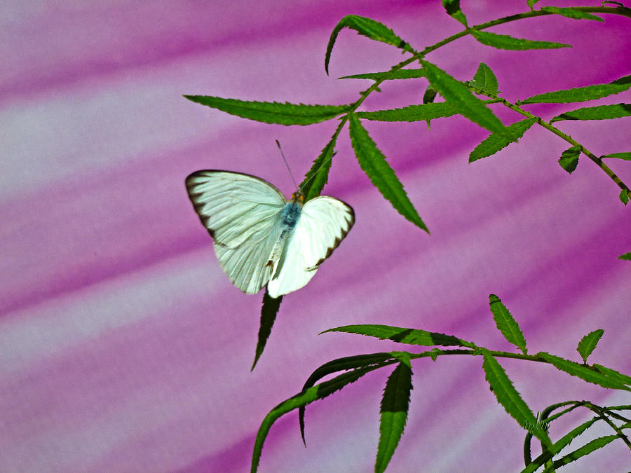 Great Southern White Photograph by Marie Morrisroe