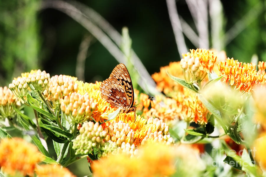 Great Spangled Fritillary Butterfly Photograph by Stephanie Frey
