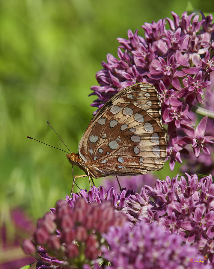 Great Spangled Fritillary DIN194 Photograph by Gerry Gantt