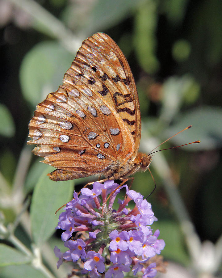 Great Spangled Fritillary in profile Photograph by Doris Potter