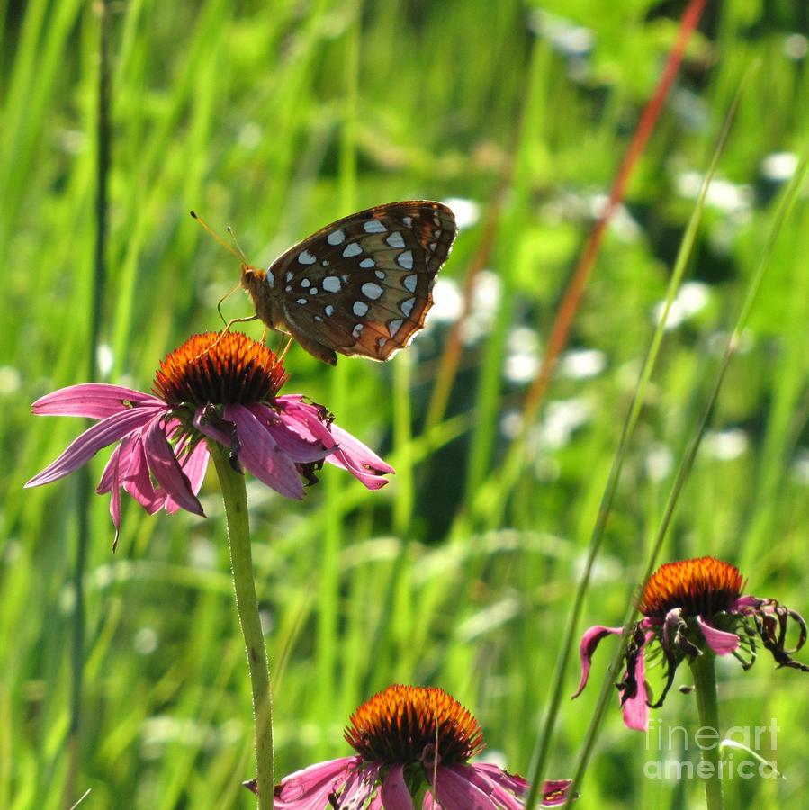 Great Spangled Fritillary Photograph by Marilyn Smith