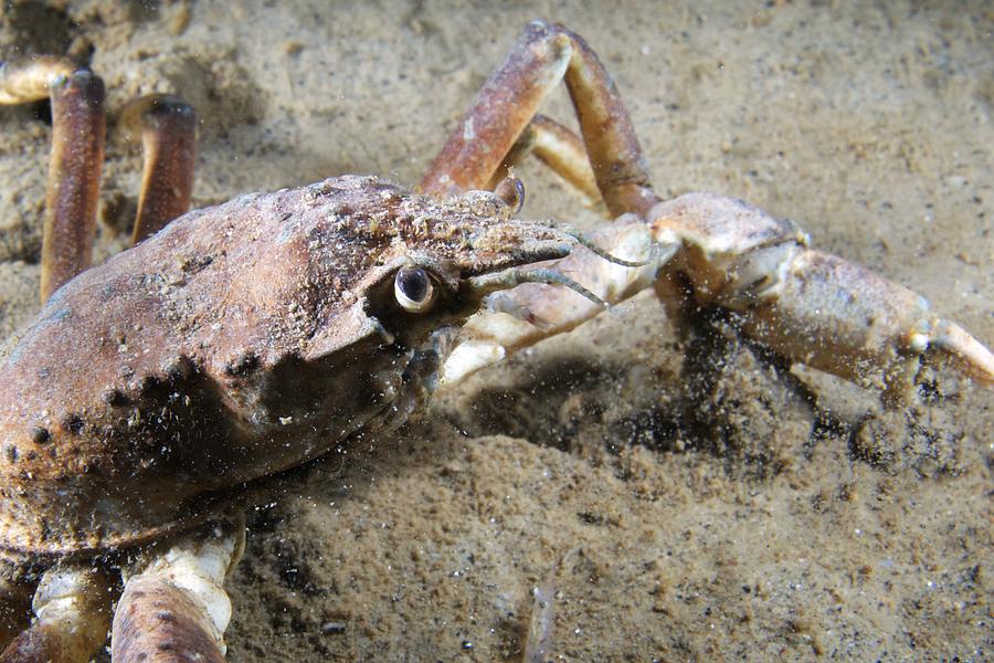 Great Spider Crab Photograph by Alexander Semenov - Fine Art America