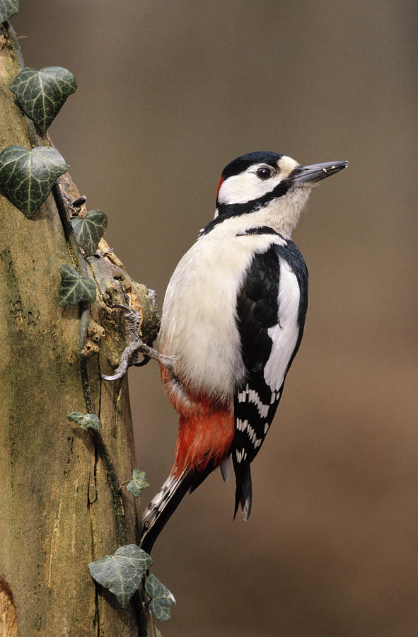 Great Spotted Woodpecker Dendrocopos Photograph by Frits Van Daalen