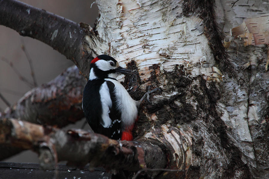 Great Spotted Woodpecker Photograph by Ulrich Kunst And Bettina Scheidulin