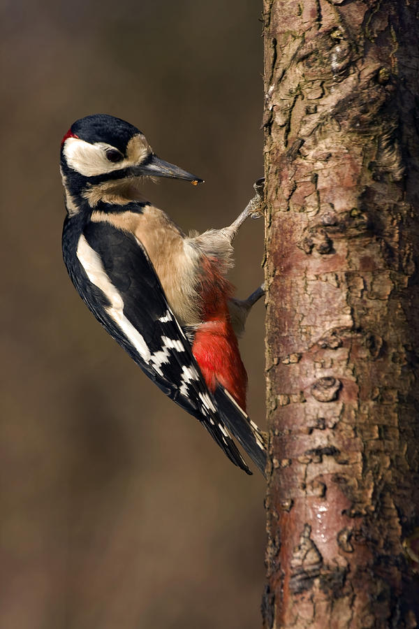 Great Spotted Woodpecker Photograph by Paul Scoullar