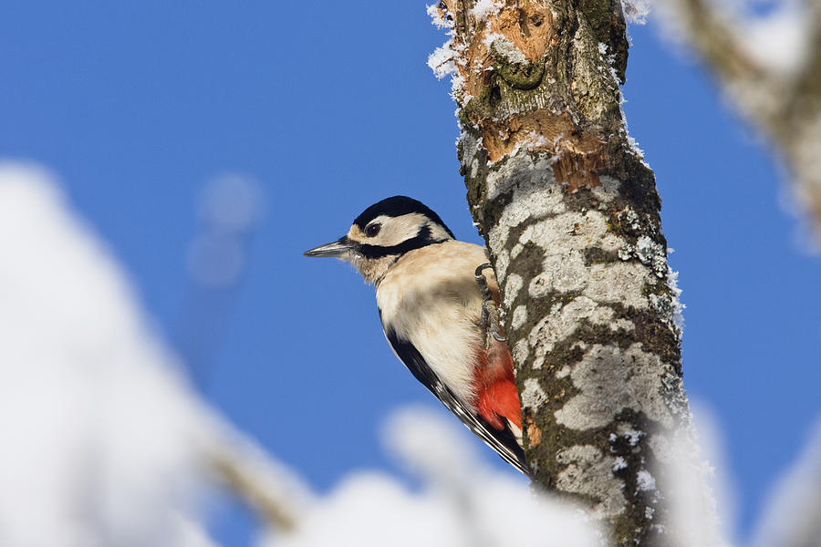 Great Spotted Woodpecker Picoides Major Photograph by Konrad Wothe