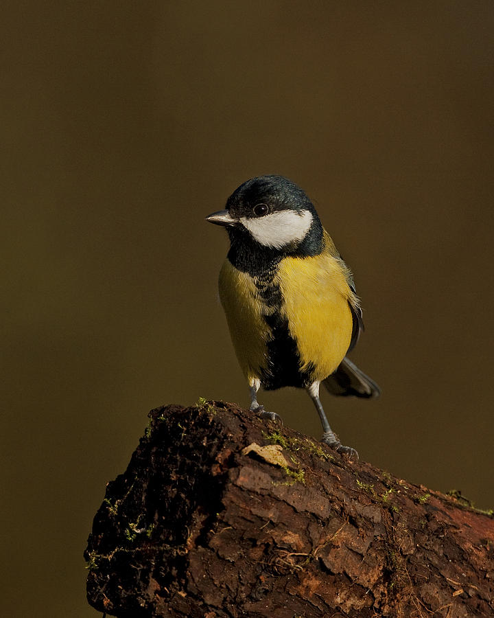 Great Tit Photograph by Paul Scoullar