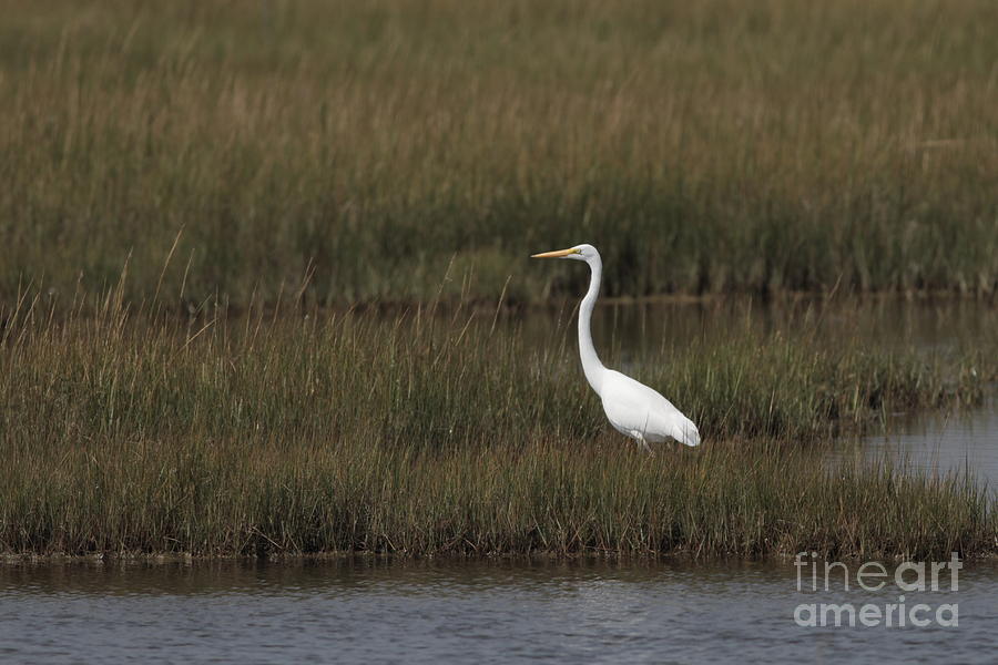 Great White Egret 091311 Photograph by Gene  Marchand