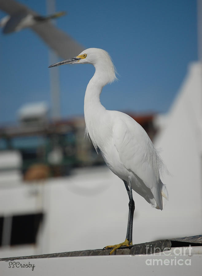 Great White Egret 2 Photograph by Susan Stevens Crosby