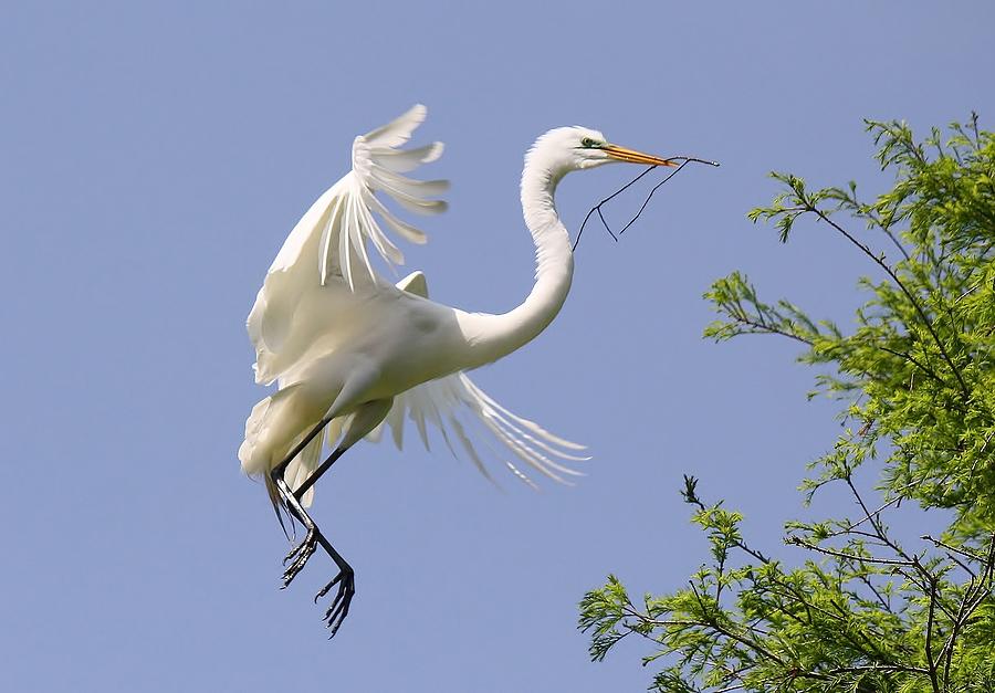 Great White Egret building a Nest Photograph by Paulette Thomas - Pixels