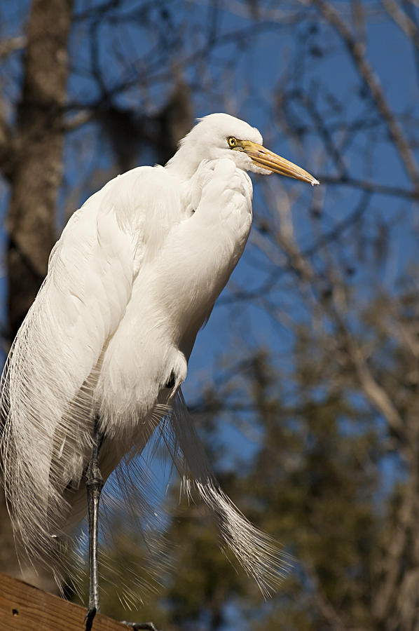 Egret Photograph - Great White Egret by Carolyn Marshall