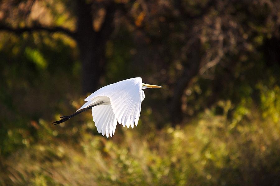 Great White Egret Flight Series - 5 Photograph
