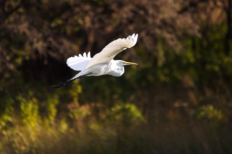 Egret Photograph - Great White Egret Flight Series - 6 by Roy Williams