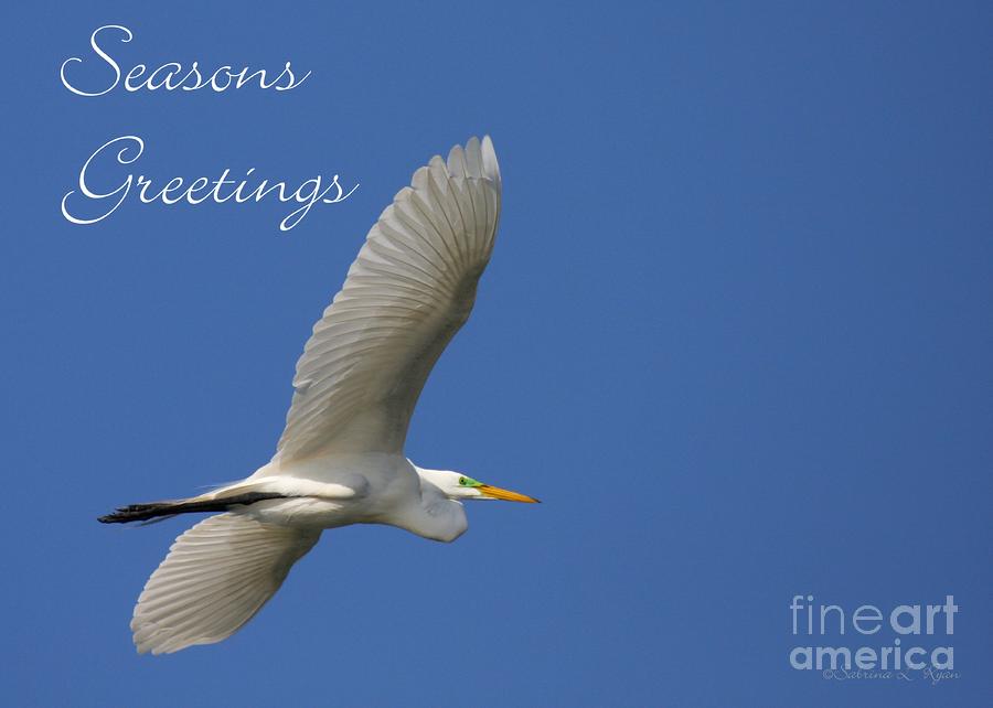 Great White Egret Holiday Card Photograph by Sabrina L Ryan