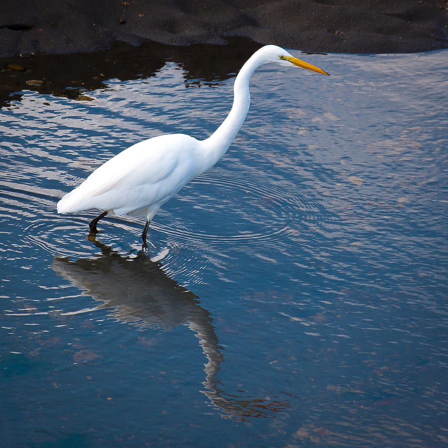 Nature Photograph - Great White Egret II by David Patterson
