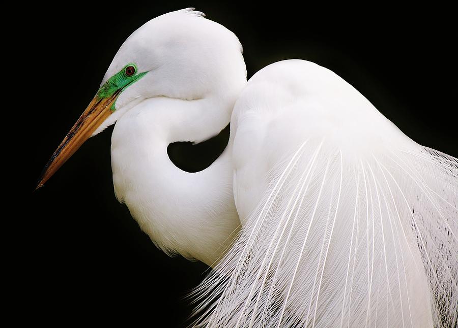 Great White Egret in Breeding Plumage Photograph by Paulette Thomas