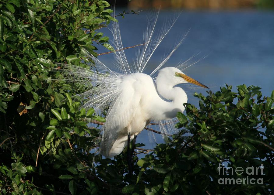 Great White Egret in the Trees Photograph by Sabrina L Ryan