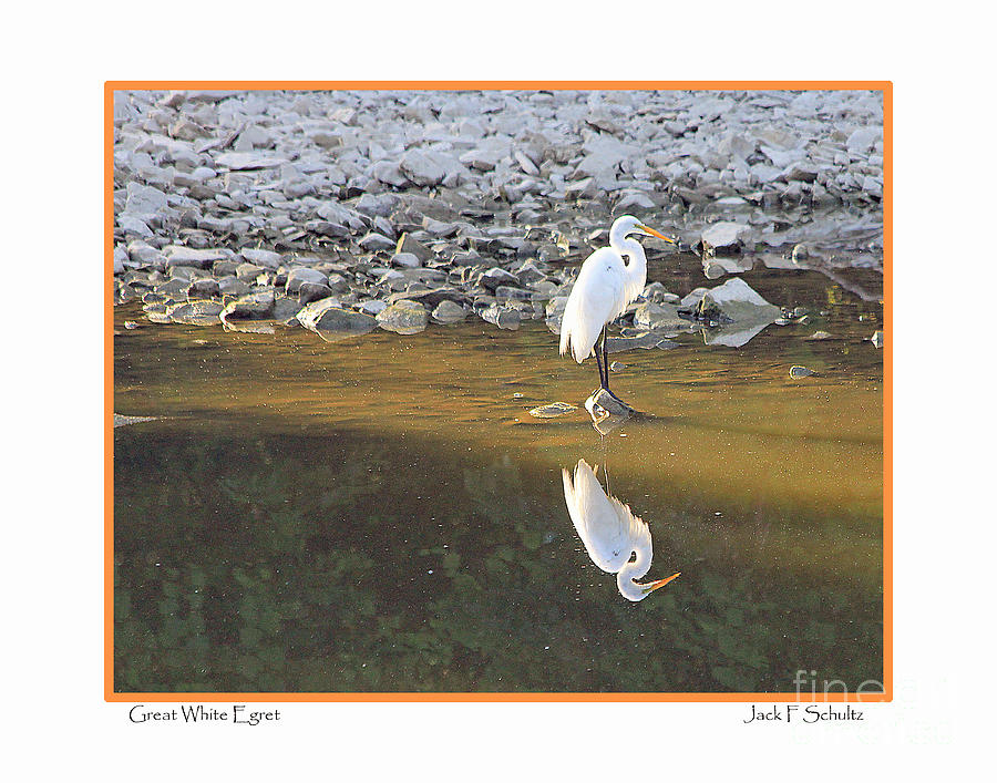 Great White Egret Photograph by Jack Schultz