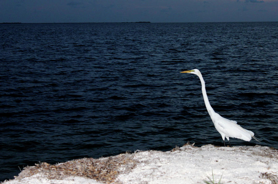 Great White Egret on Bluff Photograph by Jeanne Juhos