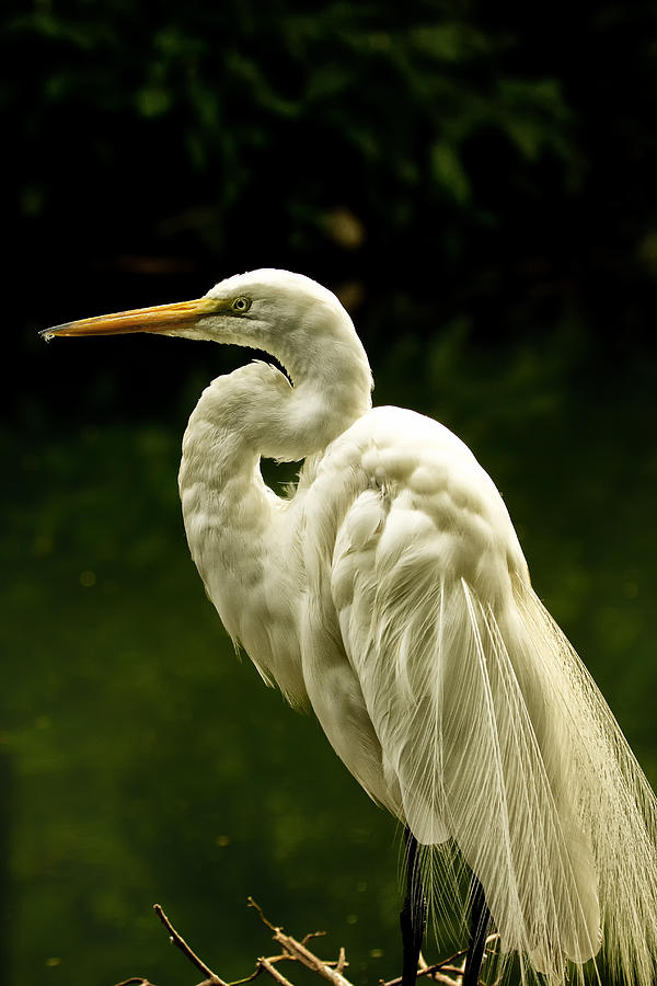 Great White Egret Pose Photograph by Bill and Linda Tiepelman