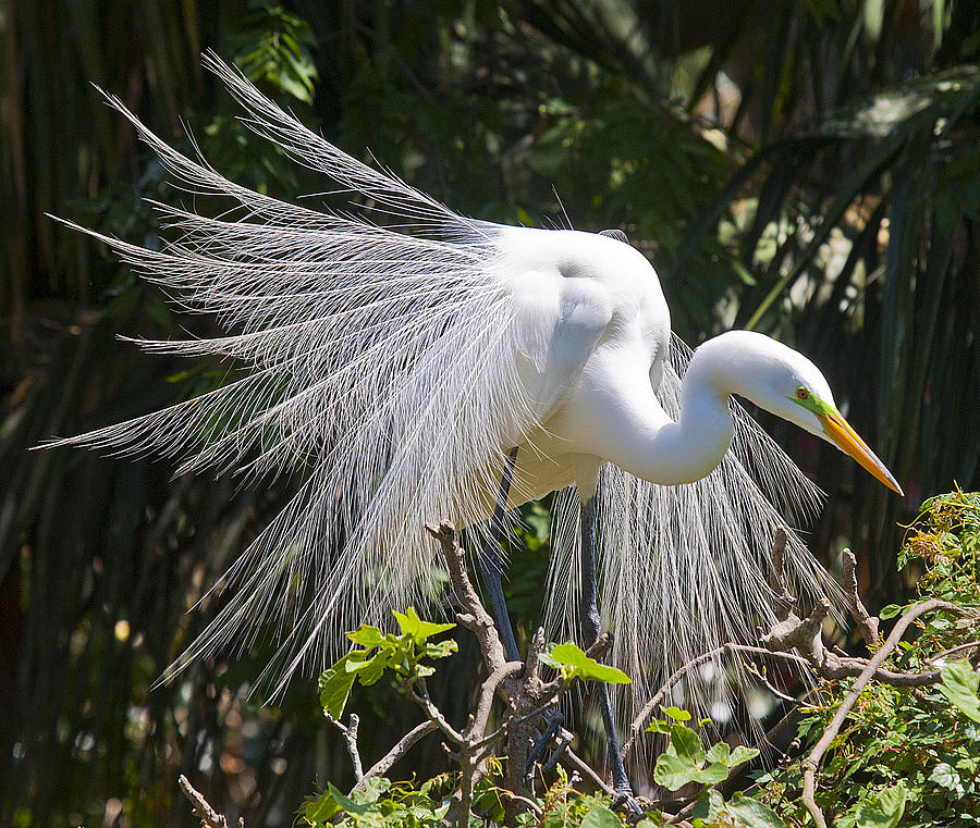 Great White Egret Photograph by Rick Hartigan