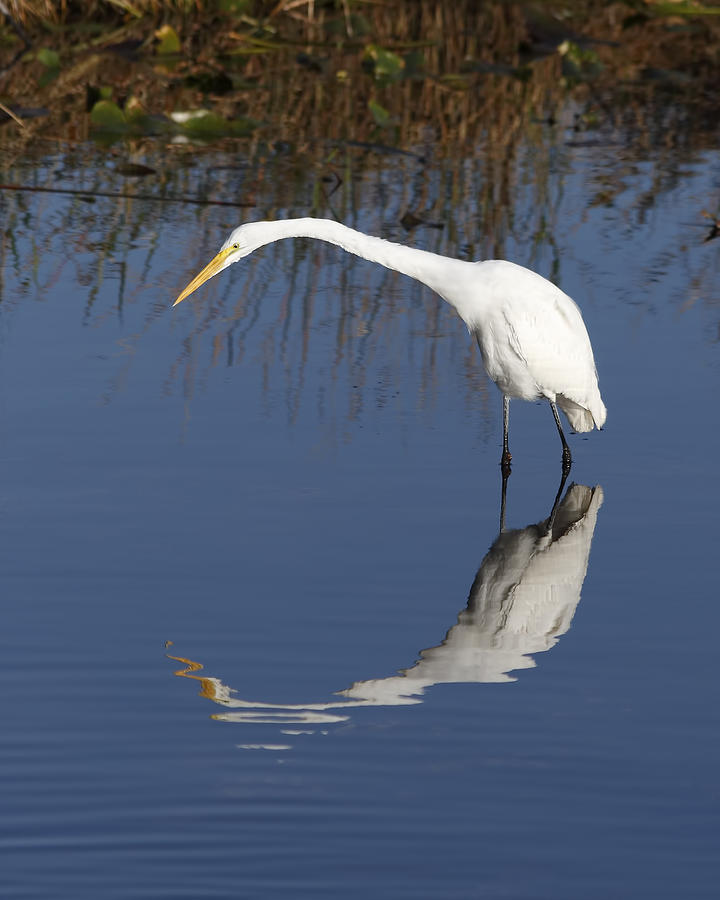 Egret Photograph - Great White Egret by Rudy Umans