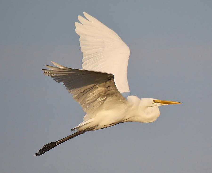 Great White Egret Soaring Photograph by Paulette Thomas - Fine Art America