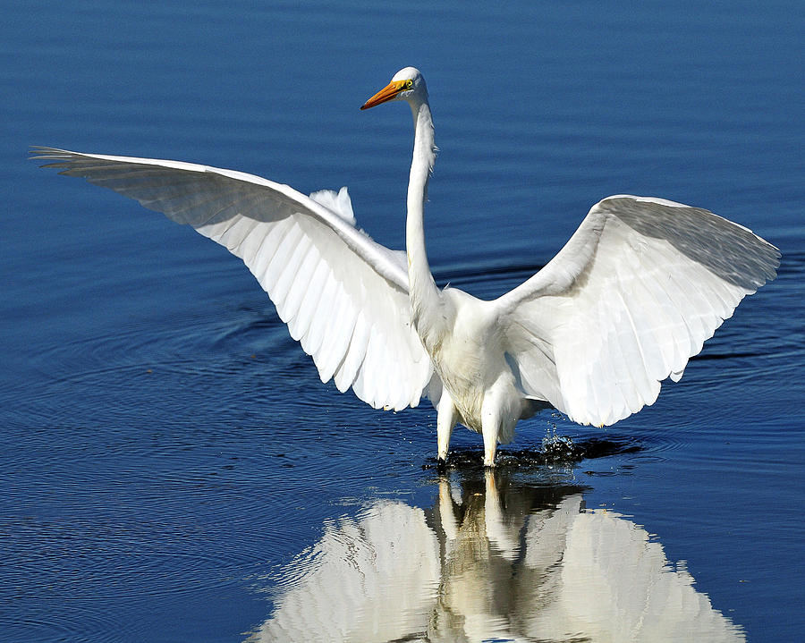 Great White Egret spreading its wings Photograph by Bill Dodsworth