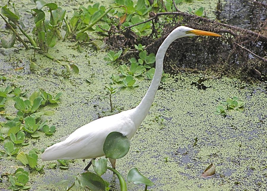 Great White Egret Wading Photograph by Jeanne Juhos