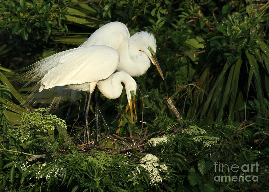 Great White Egrets Nesting Photograph by Sabrina L Ryan