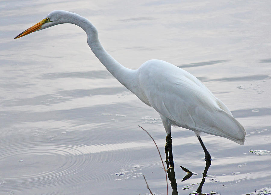 Great White Heron Photograph by Becky Lodes