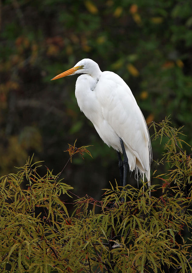 Great White Heron in Everglades NP Photograph by Juergen Roth