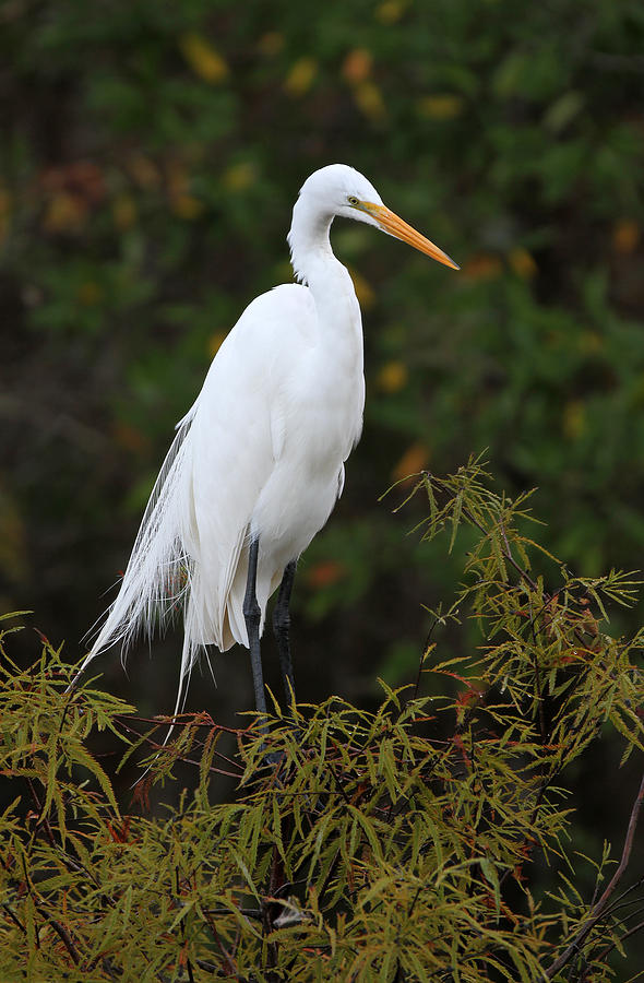 Great White Heron near Everglades NP  Photograph by Juergen Roth