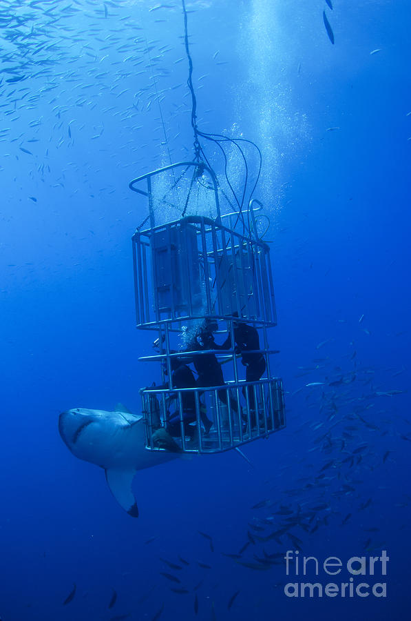 Great White Shark Photograph - Great White Shark And Divers, Guadalupe by Todd Winner