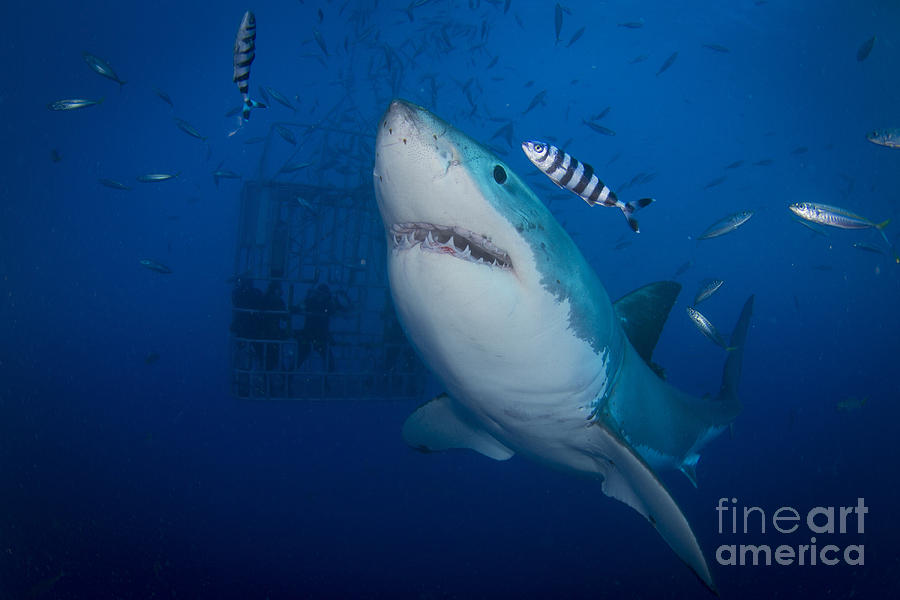 Great White Shark And Pilot Fish Photograph by Todd Winner