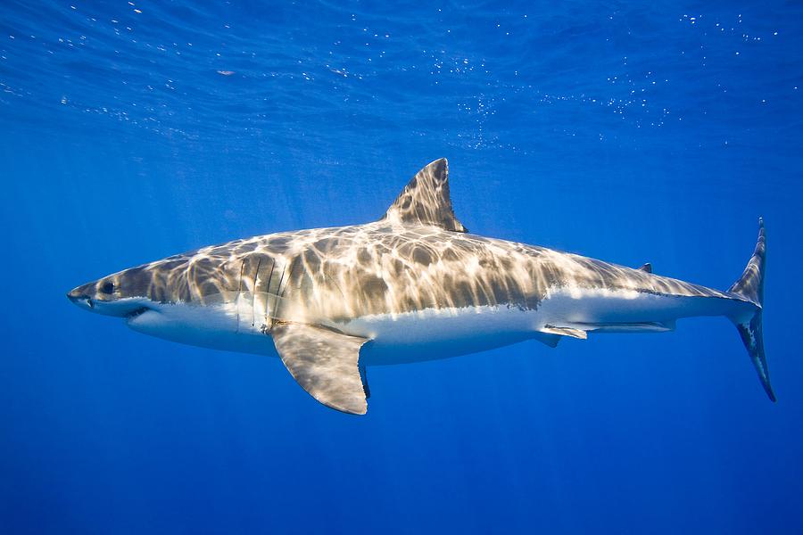 Great White Shark Carcharodon Carcharias Photograph By Carson Ganci Pixels