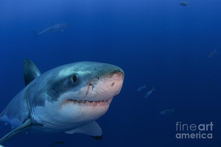 Great White Shark Photograph - Great White Shark, Guadalupe Island by Todd Winner
