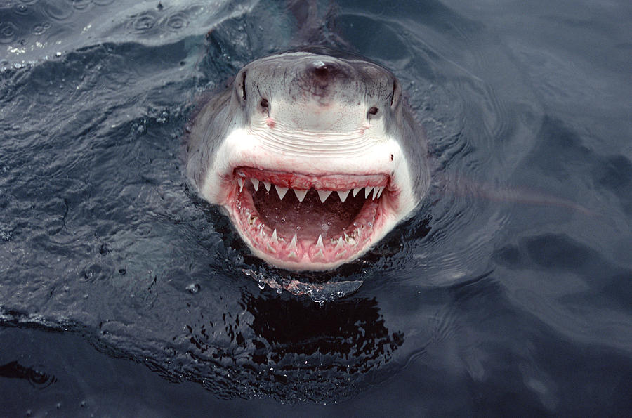 Great White Shark Smile Australia Photograph by Mike Parry